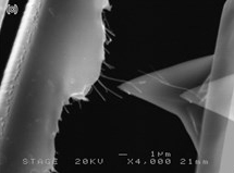 Fig.1 Deformation and interfacial strength measurement of CNT/epoxy composites